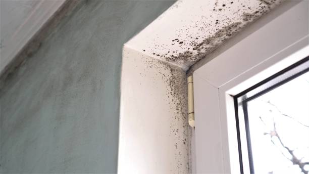 Best Same-Day Mold Removal  in Cloverly, MD