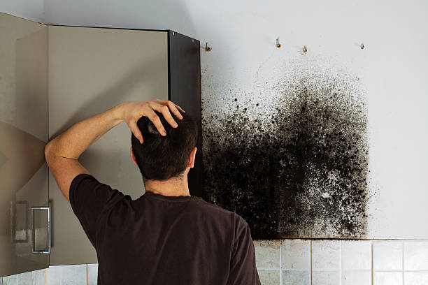 Best Attic Mold Removal  in Cloverly, MD