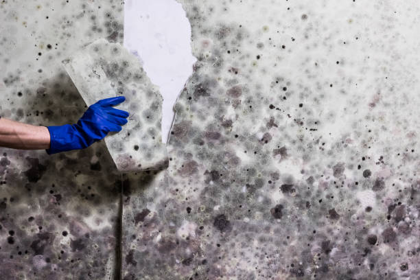 Best Mold Remediation  in Cloverly, MD